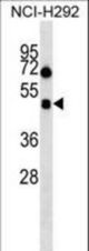 HCRTR1 Antibody western blot of NCI-H292 cell line lysates (35 ug/lane). The HCRTR1 antibody detected the HCRTR1 protein (arrow).