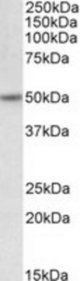 HCRTR2 antibody (0.5 ug/ml) staining of Mouse fetal Brain lysate (35 ug protein/ml in RIPA buffer). Primary incubation was 1 hour. Detected by chemiluminescence.