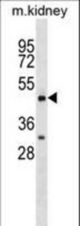 HCRTR2 Antibody western blot of mouse kidney tissue lysates (35 ug/lane). The HCRTR2 antibody detected the HCRTR2 protein (arrow).
