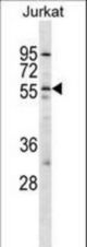 HCRTR2 Antibody western blot of Jurkat cell line lysates (35 ug/lane). The HCRTR2 antibody detected the HCRTR2 protein (arrow).