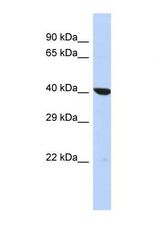 Western blot of Human HepG2. OXA1L antibody dilution 1.0 ug/ml.