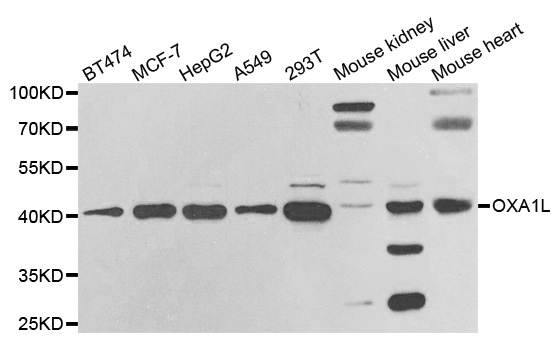 Western blot analysis of extracts of various cell lines, using OXA1L antibody.