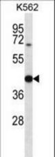 OXA1L Antibody western blot of K562 cell line lysates (35 ug/lane). The OXA1L antibody detected the OXA1L protein (arrow).