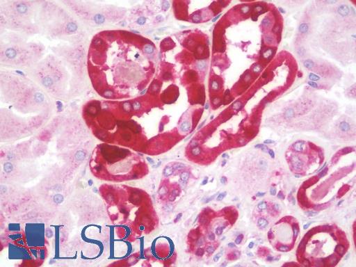 Anti-OXER1 antibody IHC staining of human kidney. Immunohistochemistry of formalin-fixed, paraffin-embedded tissue after heat-induced antigen retrieval. Antibody LS-B9974 concentration 5 ug/ml.