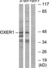 Western blot of extracts from MCF-7/Jurkat cells, using OXER1 Antibody. The lane on the right is treated with the synthesized peptide.