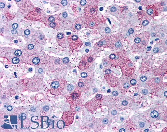 Anti-OXER1 antibody LS-A2271 IHC of human liver. Immunohistochemistry of formalin-fixed, paraffin-embedded tissue after heat-induced antigen retrieval.
