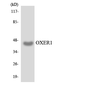 Western blot of the lysates from HUVEC cells using OXER1 antibody.