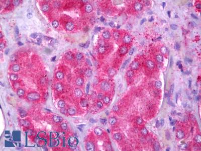 Anti-OXER1 antibody IHC of human kidney. Immunohistochemistry of formalin-fixed, paraffin-embedded tissue after heat-induced antigen retrieval. Antibody LS-B6934 concentration 5 ug/ml.