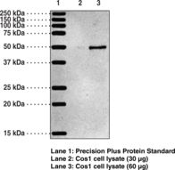 Western blot of OXER1 antibody LS-B6934.