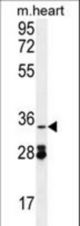 OXNAD1 Antibody western blot of mouse heart tissue lysates (35 ug/lane). The OXNAD1 antibody detected the OXNAD1 protein (arrow).