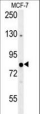 OXR1 Antibody western blot of MCF-7 cell line lysates (35 ug/lane). The OXR1 antibody detected the OXR1 protein (arrow).