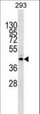 METTL2B Antibody western blot of 293 cell line lysates (35 ug/lane). The METTL2B Antibody detected the METTL2B protein (arrow).