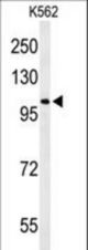 Western blot of OXR1 Antibody in K562 cell line lysates (35 ug/lane). OXR1 (arrow) was detected using the purified antibody.