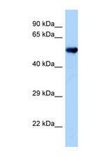 OXSR1 antibody LS-C146206 Western blot of Mouse Heart lysate. Antibody concentration 1 ug/ml.