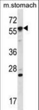 Mouse Oxsr1 Antibody western blot of mouse stomach tissue lysates (35 ug/lane). The Oxsr1 antibody detected the Oxsr1 protein (arrow).