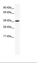 SP2/0 Cell Lysate