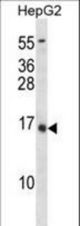 BGLAP Antibody (C80) western blot of HepG2 cell line lysates (35 ug/lane). The BGLAP antibody detected the BGLAP protein (arrow).