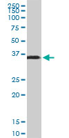 SPARC monoclonal antibody (M02), clone 1B2. Western Blot analysis of SPARC expression in human kidney.