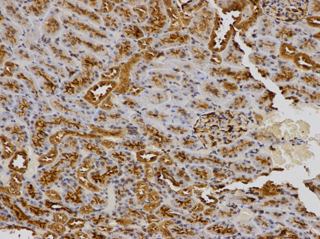 Immunohistochemistry of paraffin-embedded rat kidney using SPARC antibody at dilution of 1:100 (200x lens).