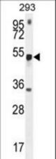 METTL4 Antibody western blot of 293 cell line lysates (35 ug/lane). The METTL4 antibody detected the METTL4 protein (arrow).