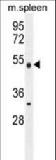 METTL4 Antibody western blot of mouse spleen tissue lysates (35 ug/lane). The METTL4 antibody detected the METTL4 protein (arrow).