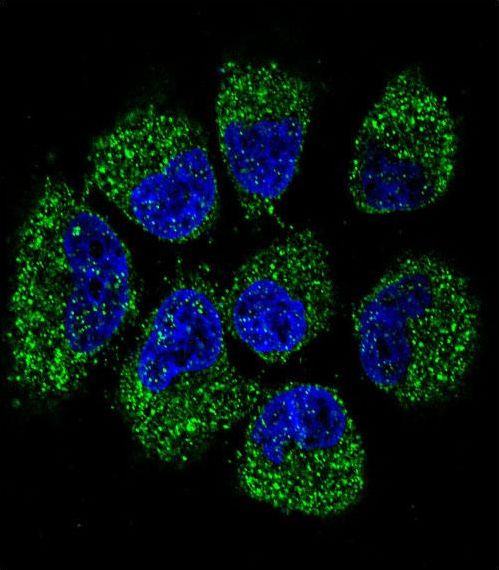 Confocal immunofluorescent of TNFRSF11B Antibody with NCI-H460 cell followed by Alexa Fluor 488-conjugated goat anti-rabbit lgG (green). DAPI was used to stain the cell nuclear (blue).