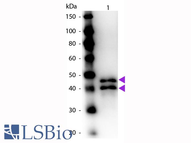 Western Blot of Rabbit anti-Ovalbumin Peroxidase Conjugated Antibody. Lane 1: Ovalbumin. Lane 2: None. Load: 50 ng per lane. Primary antibody: None. Secondary antibody: Peroxidase rabbit secondary antibody at 1:1,000 for 60 min at RT. Block: MB-070 for 30 min at RT. Predicted/Observed size: 45 kDa, 45 kDa for Ovalbumin. Other band(s): Ovalbumin splice variants and isoforms.
