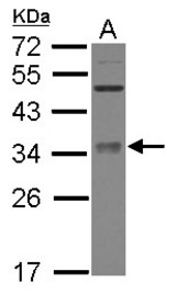 Sample (30 ug of whole cell lysate) A: IMR32 12% SDS PAGE METTL6 antibody diluted at 1:3000
