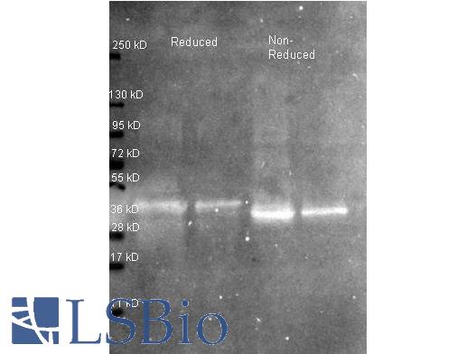 Western blot of Biotin conjugated Rabbit Anti-Ovalbumin primary antibody. Lane 1: Ovalbumin. Lane 2: None. Load: 50 ng per lane. Primary antibody: Ovalbumin biotin conjugated primary antibody at 1:1,000 for 60 min at RT. Secondary antibody: Peroxidase streptavidin secondary antibody at 1:40,000 for 30 min at RT. Blocking: MB-070 for 30 min at RT. Predicted/Observed size: 45 kDa, 45 kDa for Ovalbumin. Other band(s): Ovalbumin splice variants and isoforms.