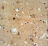 NEU1 Antibody IHC of formalin-fixed and paraffin-embedded brain tissue followed by peroxidase-conjugated secondary antibody and DAB staining.