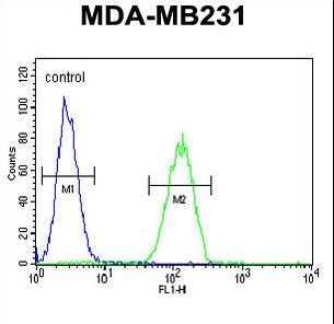 NEU1 Antibody flow cytometry of MDA-MB231 cells (right histogram) compared to a negative control cell (left histogram). FITC-conjugated goat-anti-rabbit secondary antibodies were used for the analysis.