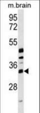 METTL6 Antibody western blot of mouse brain tissue lysates (35 ug/lane). The METTL6 Antibody detected the METTL6 protein (arrow).