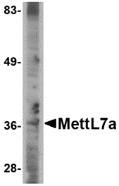 Western blot of MettL7A in A-20 cell lysate with MettL7A antibody at 2 ug/ml