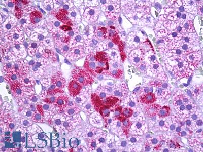 Anti-METTL7A antibody IHC of human adrenal. Immunohistochemistry of formalin-fixed, paraffin-embedded tissue after heat-induced antigen retrieval. Antibody LS-B7271 concentration 5 ug/ml.