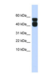 P2RX4 / P2X4 antibody LS-C110051 Western blot of Fetal Muscle lysate.