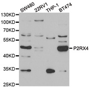 Western blot analysis of extracts of various cell lines, using P2RX4 antibody.