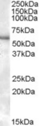 P2RX4 antibody (0.3 ug/ml) staining of Human Kidney lysate (35 ug protein/ml in RIPA buffer). Primary incubation was 1 hour. Detected by chemiluminescence.