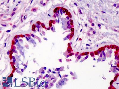Anti-METTL7A antibody IHC of human lung. Immunohistochemistry of formalin-fixed, paraffin-embedded tissue after heat-induced antigen retrieval. Antibody LS-B3857 concentration 5 ug/ml.