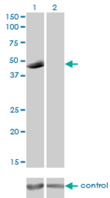 Western blot analysis of P2RX5 over-expressed 293 cell line, cotransfected with P2RX5 Validated Chimera RNAi (Lane 2) or non-transfected control (Lane 1). Blot probed with P2RX5 monoclonal antibody (M01), clone 1C5 . GAPDH ( 36.1 kDa ) used as specificity and loading control.