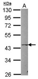 Sample (30 ug of whole cell lysate) A: Raji 10% SDS PAGE P2RX5 / P2X5 antibody diluted at 1:1000