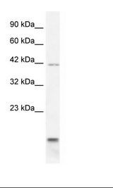HepG2 Cell Lysate