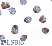 Immunocytochemistry in MCF7 cells with MettL7a antibody at 2 µg/ml.