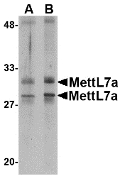 Western blot of MettL7A in MCF cell lysate with MettL7A antibody at 2 ug/ml.