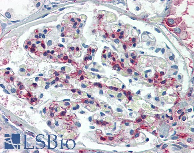 Anti-METTL7B antibody IHC of human kidney. Immunohistochemistry of formalin-fixed, paraffin-embedded tissue after heat-induced antigen retrieval. Antibody LS-B3855 concentration 10 ug/ml.