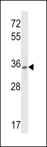 P2RY10 Antibody western blot of HepG2 cell line lysates (35 ug/lane). The P2RY10 antibody detected the P2RY10 protein (arrow).