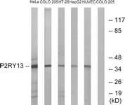 Western blot of extracts from HeLa/COLO/HT-29/HepG2/HUVEC cells, using P2RY13 Antibody. The lane on the right is treated with the synthesized peptide.