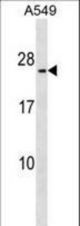 METTL7B Antibody western blot of A549 cell line lysates (35 ug/lane). The METTL7B antibody detected the METTL7B protein (arrow).