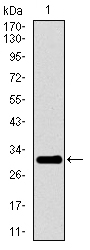 Western blot using P2RY13 monoclonal antibody against human P2RY13 recombinant protein. (Expected MW is 31.6 kDa)