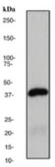 Western blot analysis on HL-60 cell lysate using anti-p40 antibody, dilution 1:50000.
