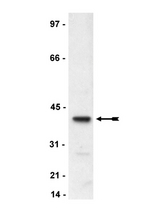 WB: RAW 264.7 cell lysate was probed with anti-p40-phox (0.5g/ml).